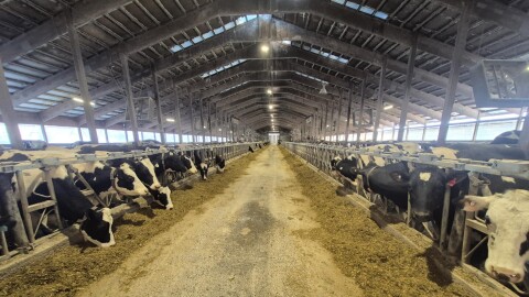 The inside of one of the sheds or barns is shown with dairy cows eating at A. Ooms and Sons dairy farmsouth of Albany in Columbia County, New York.