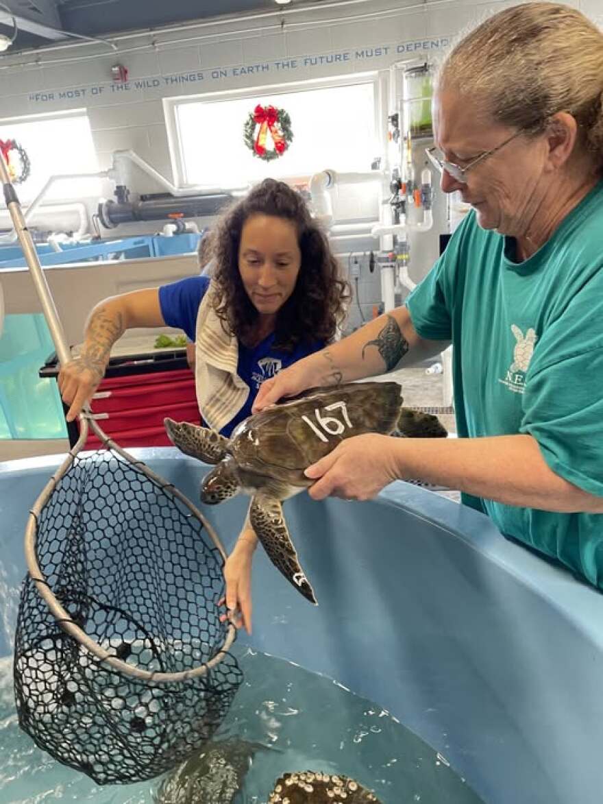 A team of staff and volunteers at the NC Aquarium on Roanoke Island provide care for cold-stunned sea turtles on December 19, 2025.