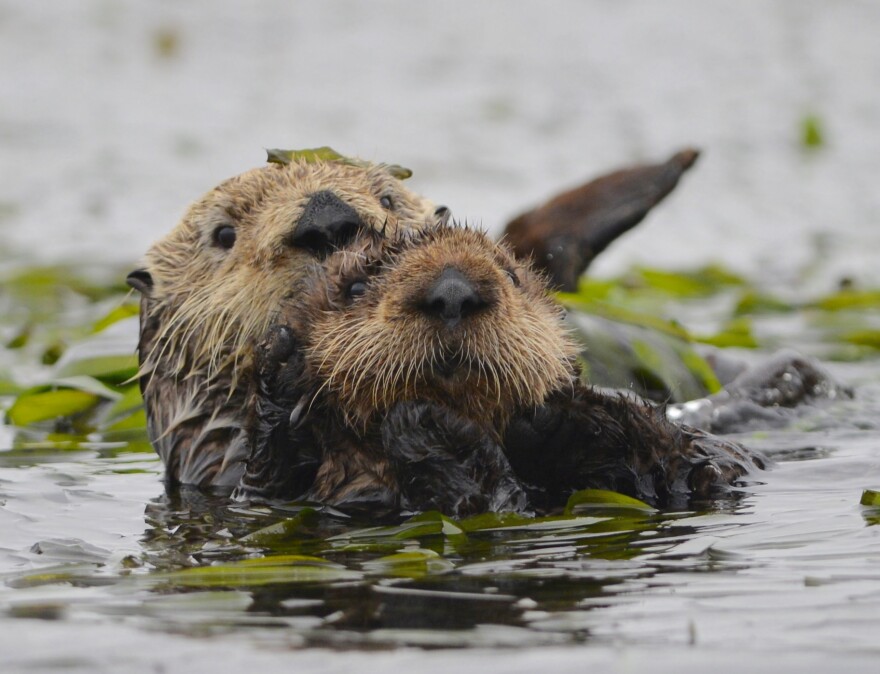 Otters.jpg