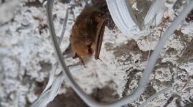 A small brown bat hangs upside-down among white crystals on a cave ceiling. It's dead but looks alive. 