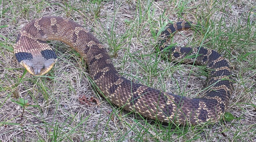 Eastern hognose snake