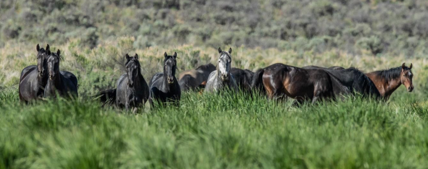 field horses.png