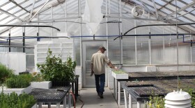 Rob Carter, head of the industrial hemp pilot program, walks through a greenhouse at the Alaska Plant Materials Center outside of Palmer. He thinks an industrial hemp industry is viable for Alaska. (Erin McKinstry, Alaska Public Media)