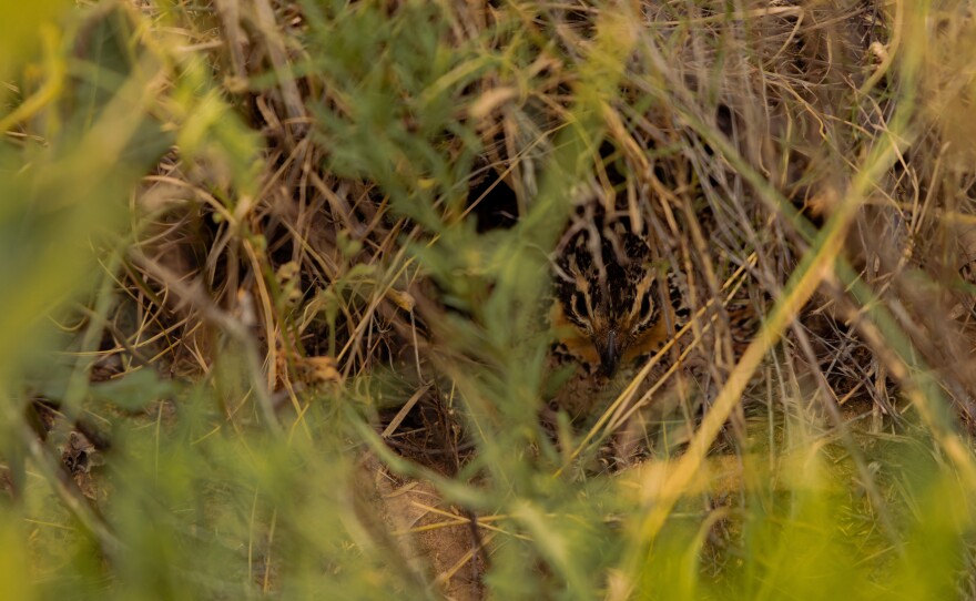 A quail peeps through the brush covering her nest.