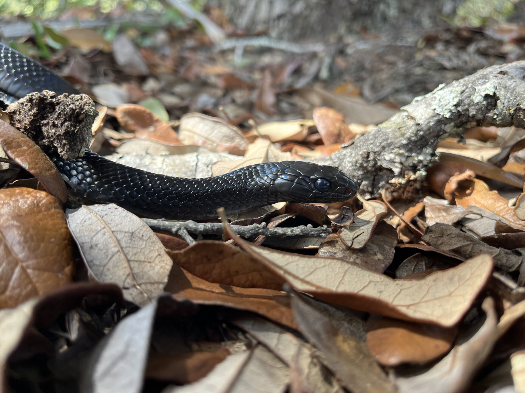 Stunning Bronchorrhea In King Snake Hatchlings Due To Overfeeding image