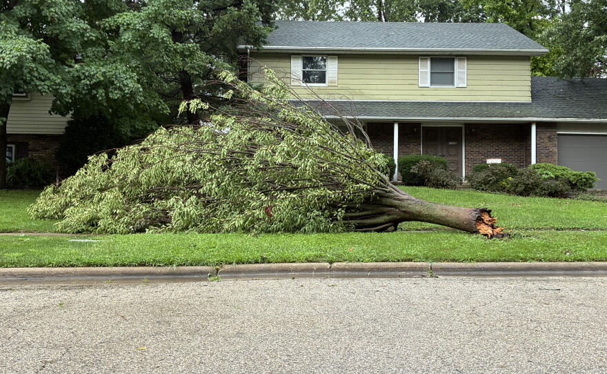 Tree damage outside a home on Baugh Drive in Normal on Friday morning.