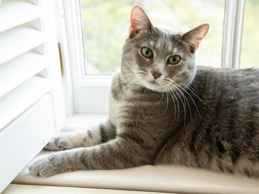 Willow, the Biden family's new cat, photographed in The White House on Wednesday.