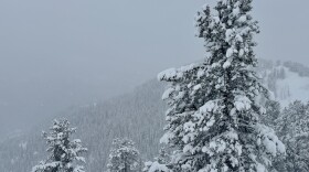 Pine tree covered with snow in Logan Canyon