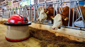 A robot automatically sweeps food toward two dairy cows at an "automated farm" exhibit at the International Green Week food and agriculture fair in Berlin on Jan. 19, 2017. (John MacDougall/AFP/Getty Images)