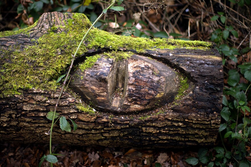 An ‘Eye of Sauron’ is carved into a fallen tree at Moseley Bog, believed to be the inspiration for Tolkien's ancient forests in his books ‘The Lord of the Rings’ and ‘The Hobbit’ on January 3, 2019, in Birmingham, England.