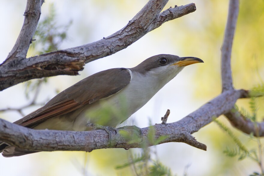 This July 8, 2019, photo provided by the United States Fish and Wildlife Service, Pacific Southwest Region, shows a yellow-billed cuckoo. Audubon experts are celebrating the U.S. Fish and Wildlife Service's recent decision to keep the western yellow-billed cuckoo under the Endangered Species Act, ruling against a petition for removal, the Arizona Republic reports.