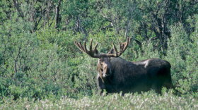 A bull moose.