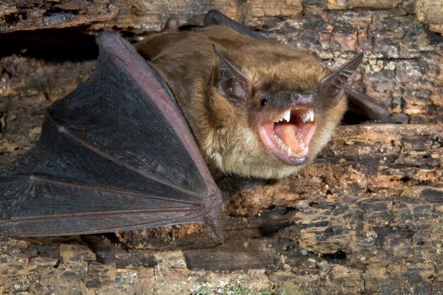 Big brown bat with it's mouth opened in a cave.