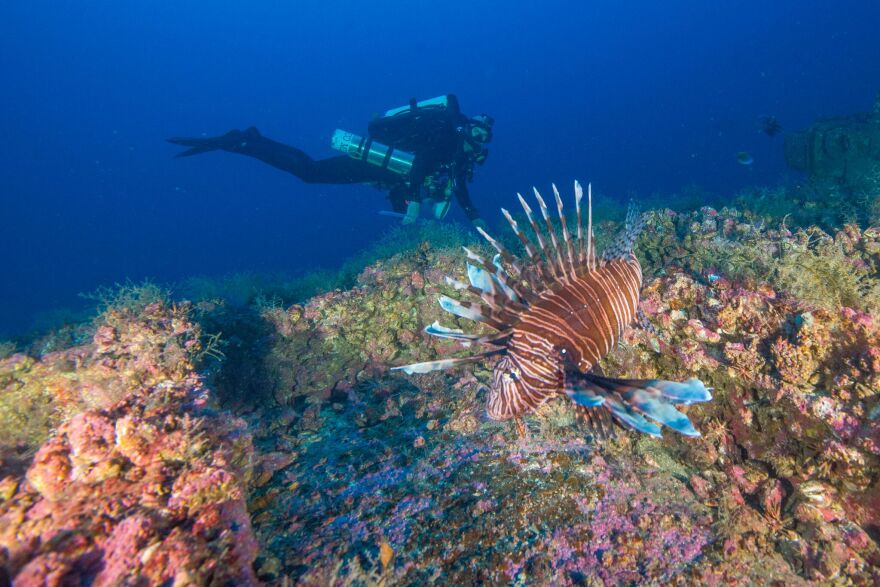 A picture of a diver near a lionfish.