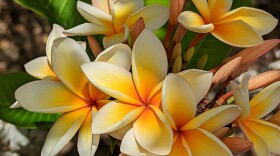 University of Hawaiʻi professor Richard Criley takes Hawaiʻi Public Radio on a walking tour of a UH research station plumeria plot in Waimānalo on Sept. 2, 2022.