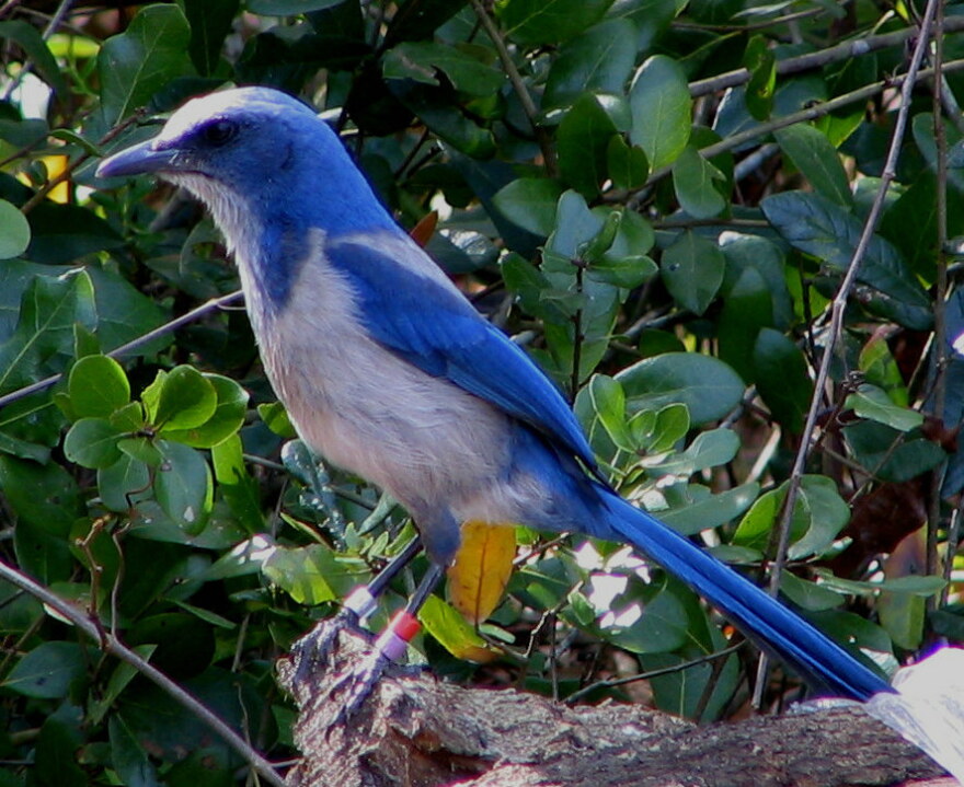 A Florida scrub-jay. (Photo courtesy Wikimedia Commons)