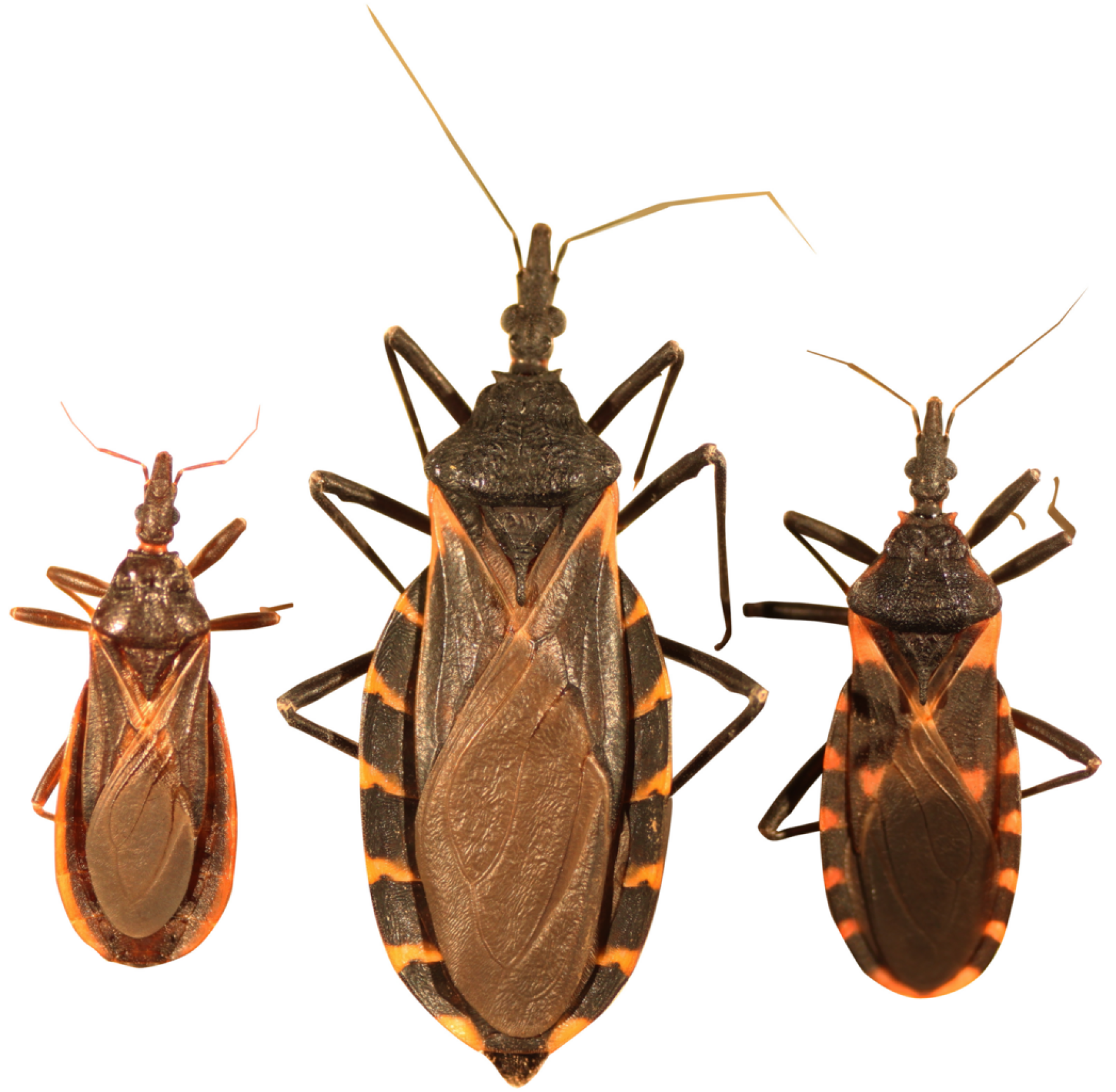 Three Kings Insect 'Kissing bug' disease should be declared endemic in U.S., researchers ...
