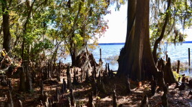 Signature cypress knees in the shallow waters surrounding Newnans Lake.(Monica Humphries/WUFT News)