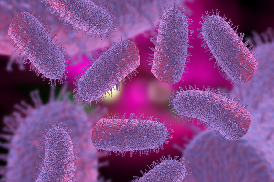 The normal and most successful mode of rabies virus transmission is via the bite of a rabid animal. Rabies virus is neurotropic; it gains access to the nervous system through exposed peripheral nerve synapses after inoculation, most often through bite wounds.