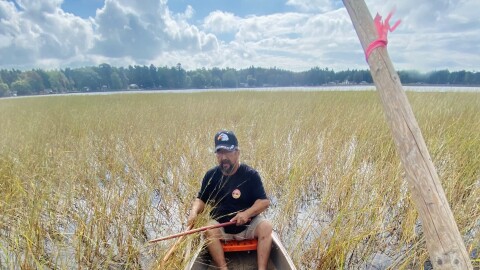 Roger LaBine knocking wild rice into a canoe in a wild rice bed on Lake Tawas