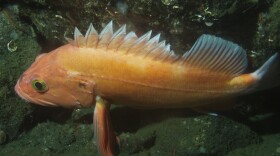 Yelloweye rockfish. Credit: Alaska Department of Fish and Game