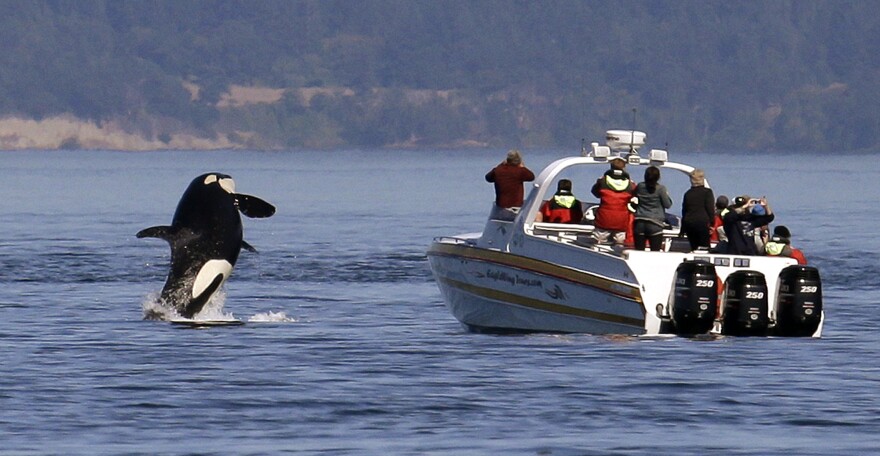 An orca whale leaps out of the water near a whale watching boat.