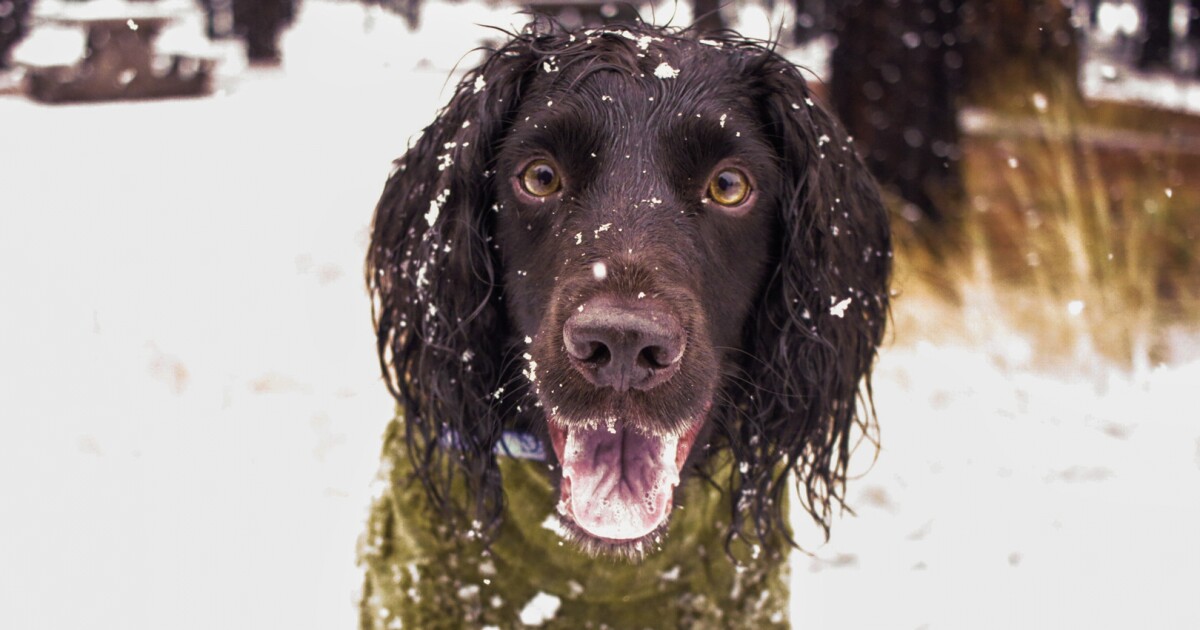 Don't forget pets when preparing for winter's cold.