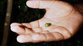 "Coffee nerd, MC and entrepreneur" Bartholomew Jones holds a green, yet-to-be-roasted coffee bean at his North Memphis storefront, Cxffeeblack.