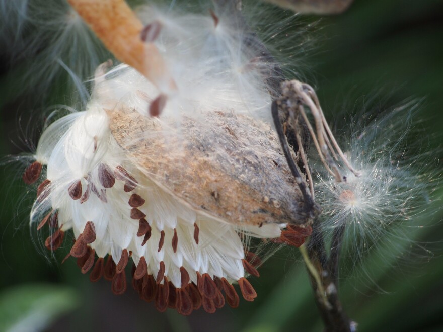 milkweed