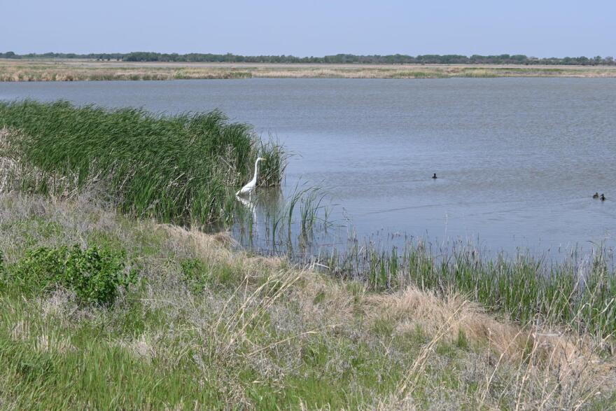 Cranes at the Quivira National Wildlife Refuge.