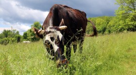 A cow grazes at Blue Hill Farm in Great Barrington, Massachusetts.