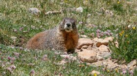 A yellow-bellied marmot keeps an eye out while it gets a bite to eat. Related to groundhogs, yellow-bellied marmots are getting fatter and bigger because of the longer growing season brought on by climate change. CREDIT: Nathan Rott - NPR