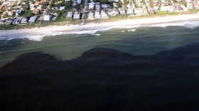 Harmful Algal Blooms, known as red tides, in the Gulf of Mexico. Red tide is a high concentration of microscopic algae that occurs naturally. FWC scientist Alina Corcoran said the species is regularly found in the Gulf of Mexico but can make its way to other parts of Florida due to winds and currents.