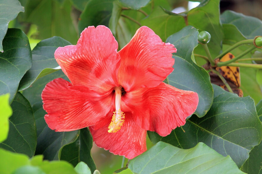 A Flor de Maga, Puerto Rico's national flower that is related to the common hibiscus