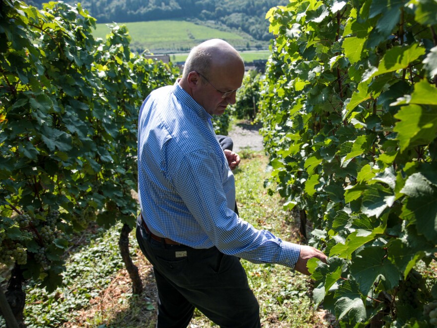 Johannes Selbach checks the green speckled Riesling grapes he grows along the Mosel River in Germany. This year Selbach said the harvest was a record month early, which he says is evidence of global warming.