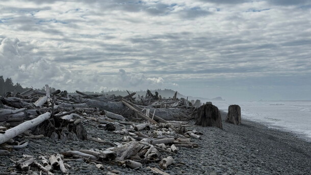 Driftwood sits on a beach beach near Queets on Washington's Olympic Peninsula, Sept. 7, 2026. (AP Photo/Annika Hammerschlag)