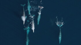 Gray whales migrate south along the Oregon coast between their summer feeding grounds in the Arctic and wintering lagoons in Mexico.