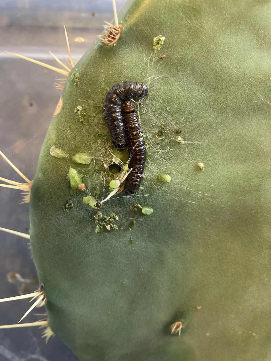 cactus-4