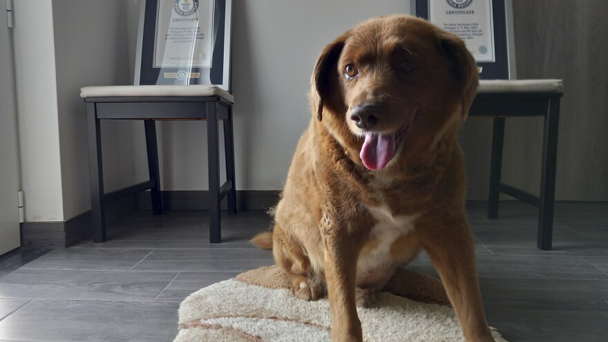 Bobi, a purebred Rafeiro do Alentejo Portuguese dog, poses for a photo with his Guinness World Record certificates for the oldest dog, at his home in Conqueiros, central Portugal, on May 20.