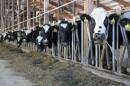 Cows at Terry Van Maanen's farm in Sioux County, Iowa, wait to be milked.