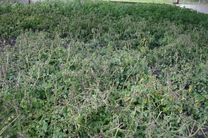 The pile of wastewater treatment byproducts (or biosolids) at the Yellow Springs Wastewater treatment facility. Tomato plants have started to grow. 