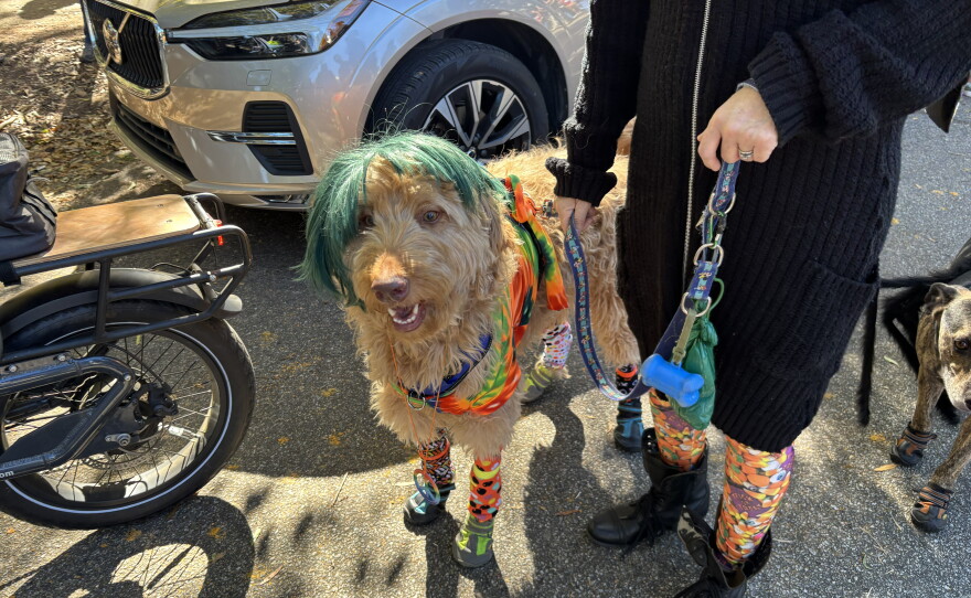Photos from Porchfest 2026 and Boo-Le-Bark