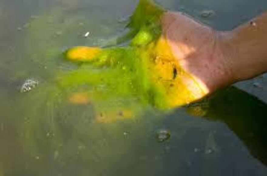 algae19.jpg