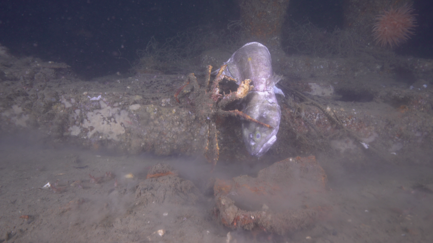 A cusk (Bromse bromse) entangled in a net on the Portland shipwreck, while a spider crab (Lithodes maja) moves in.