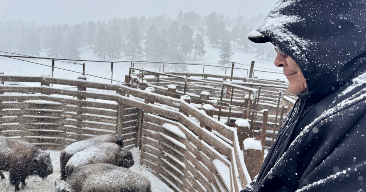 Denver gives bison to tribes to enhance conservation efforts