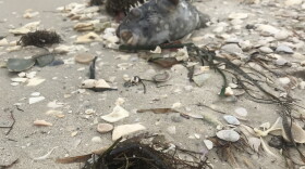 Dead fish lie on the beach on Sanibel Island.