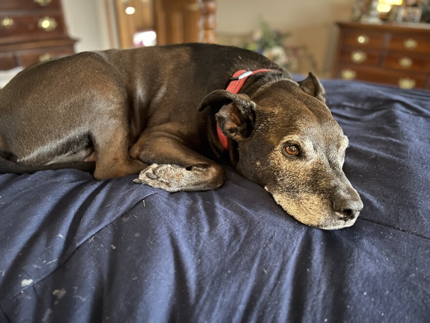 Cindy Marshall's dog, Nitro, lays down on a bed.