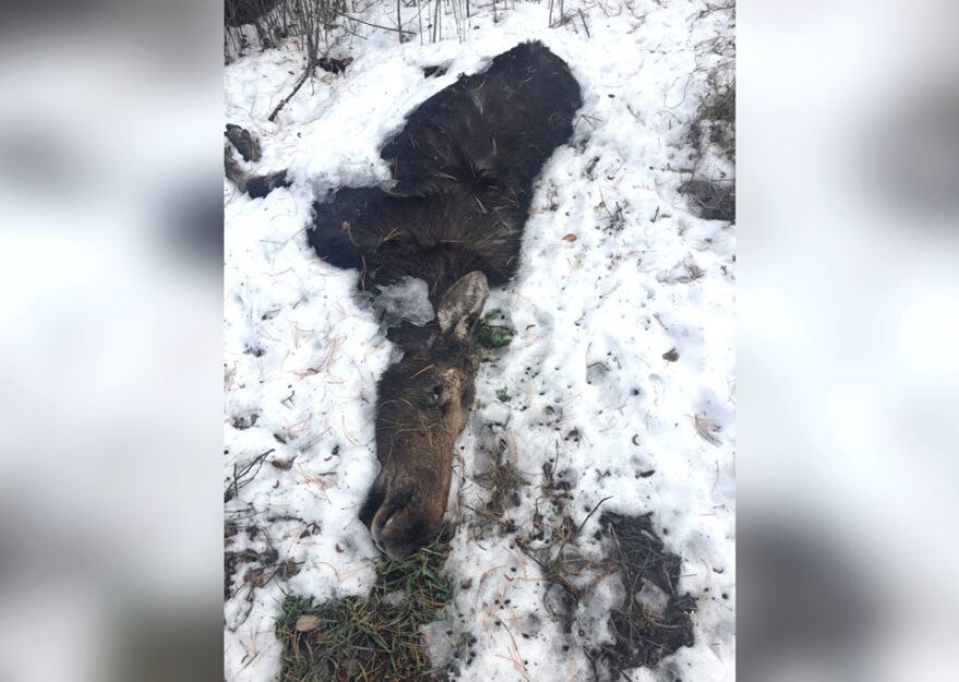 Dead Moose