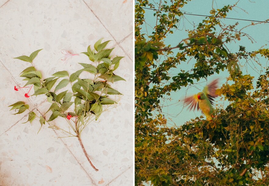 Left: A Gudi arrangement is used to ward off evil and invite prosperity into a house during the Marathi new year. It's usually created with neem leaves and a colorful flag, but curry leaves are used here, because that's what was available. Right: A parakeet in midflight.