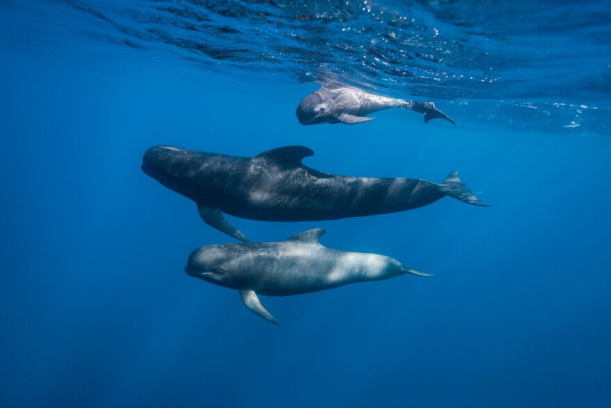 A new study shows long-finned pilot whales in the Northeast shifted north during a 25-year period, as water temperatures warmed rapidly.